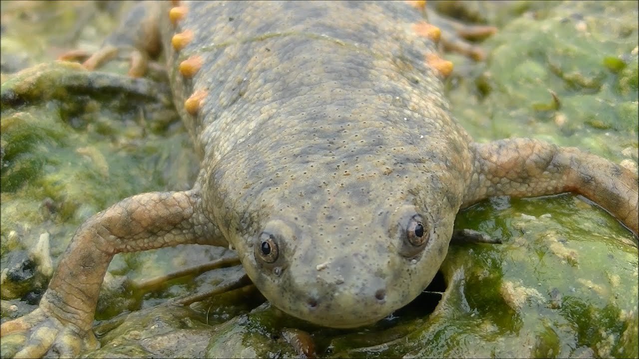 Hewan Berbisa Atau Beracun Mana Yang Bisa Dimakan Cek Bedan