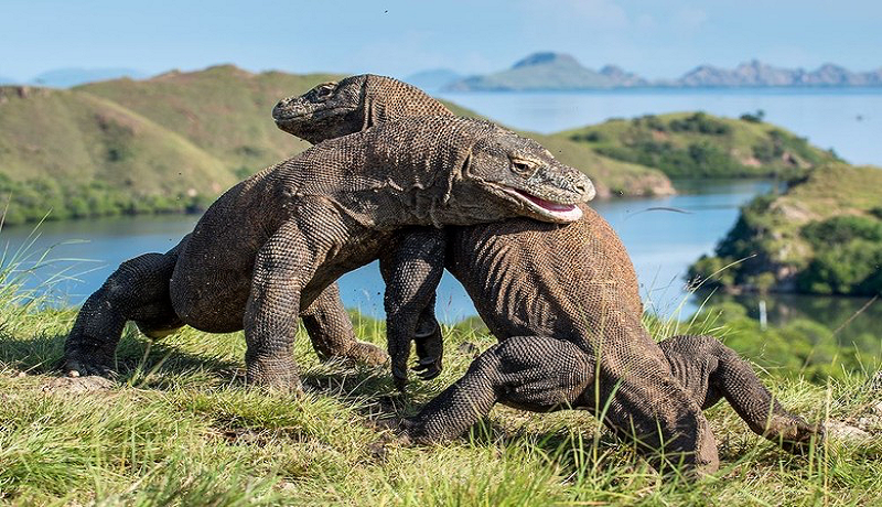 Pulau Komodo menjadi daya tarik wisatawan asing untuk berkunjung. (dok) Pulau Komodo menjadi daya tarik wisatawan asing untuk berkunjung. (dok)