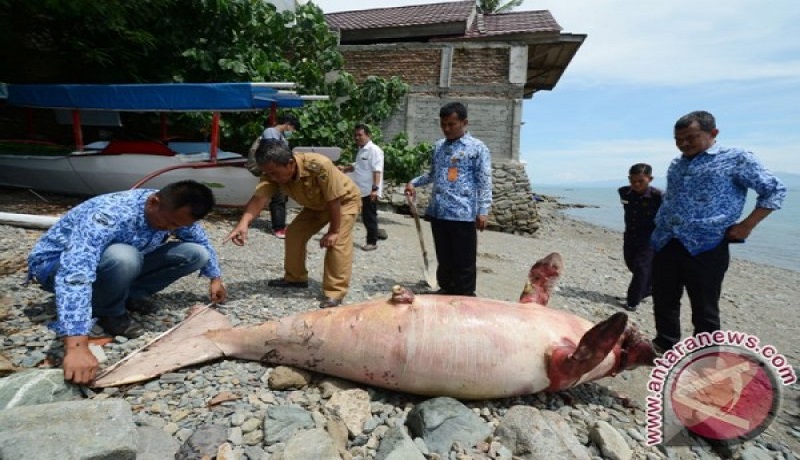 Petugas mengukur lebar ekor ikan Dugong atau ikan Duyung yang mati. Foto: Antara Petugas mengukur lebar ekor ikan Dugong atau ikan Duyung yang mati. Foto: Antara