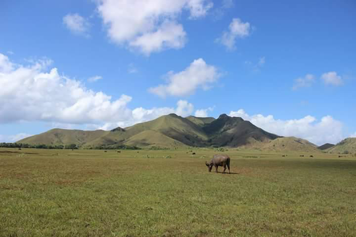 Saah satu sudut Savana di Pulau Moa, Maluku Barat Daya. (Foto: idsaragih.com) Saah satu sudut Savana di Pulau Moa, Maluku Barat Daya. (Foto: idsaragih.com)