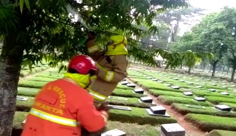 Petugas sedang mengevakuasi sarang tawon di TPU Pondok Ranggon, Jakarta Timur. Foto: Antara Petugas sedang mengevakuasi sarang tawon di TPU Pondok Ranggon, Jakarta Timur. Foto: Antara