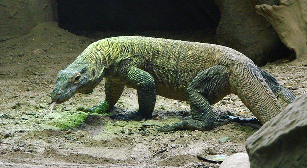 Ilustrasi Komodo. (Foto: Pixabay) Ilustrasi Komodo. (Foto: Pixabay)