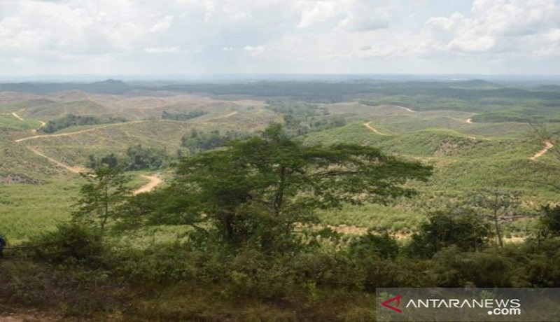 Ini lokasi Istana Kepresidenan di Kecamatan Sepaku, Kabupaten Penajam Paser Utara, Kalimantan Timur. Foto: Antara Ini lokasi Istana Kepresidenan di Kecamatan Sepaku, Kabupaten Penajam Paser Utara, Kalimantan Timur. Foto: Antara