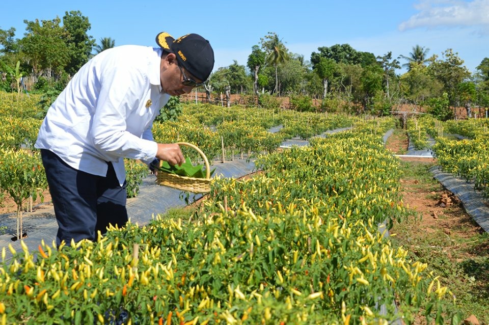 Petik Cabai Di Panen Raya Bupati Bone Bolango Belajar Kesaba