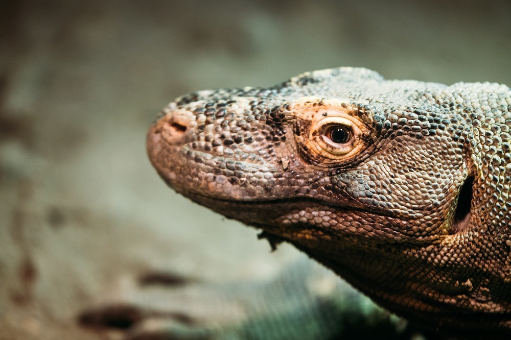 Perburuan ilegal rusa dan kerbau di Pulau Komodo mengancam habitat hewan Komodo. (Foto: Elements Envato) Perburuan ilegal rusa dan kerbau di Pulau Komodo mengancam habitat hewan Komodo. (Foto: Elements Envato)