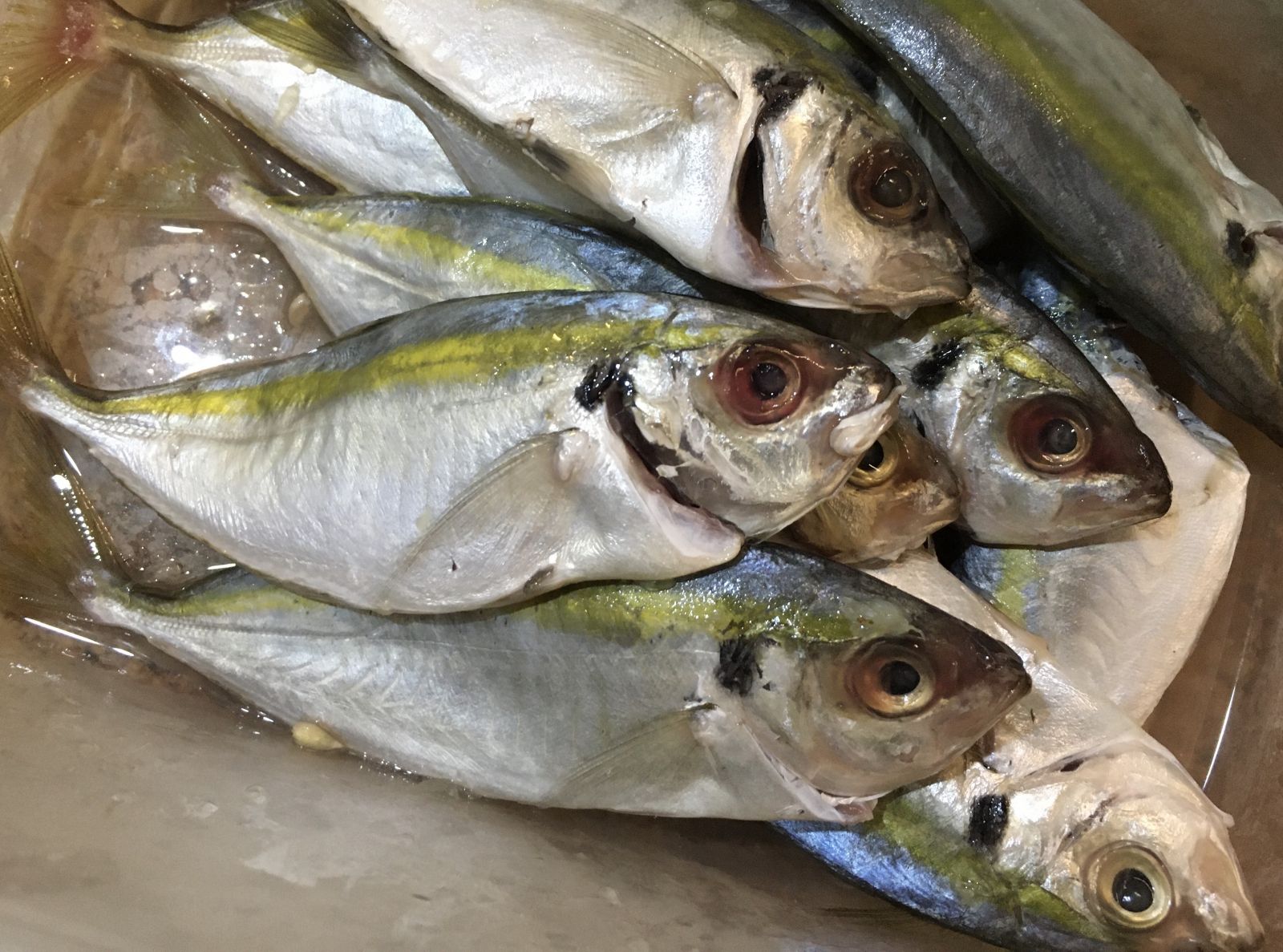 Ikan selar punya banyak manfaat. (Foto: Mia Kamila/GenPI.co) Ikan selar punya banyak manfaat. (Foto: Mia Kamila/GenPI.co)