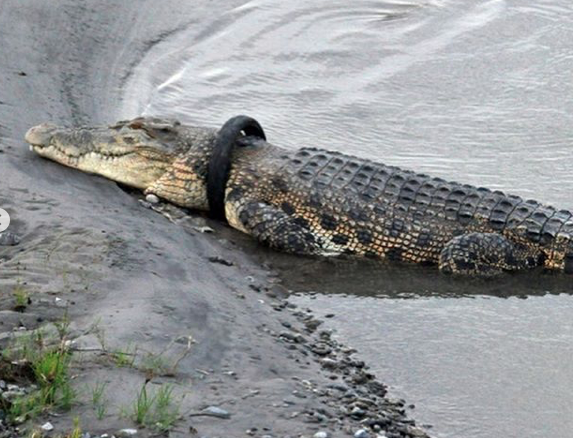 Buaya Beralung Ban di Palu. (Foto: Instagram/@CGTN) Buaya Beralung Ban di Palu. (Foto: Instagram/@CGTN)