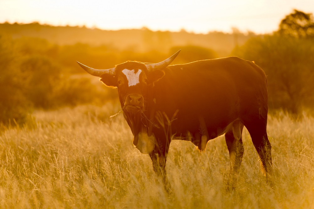 Sperma banteng ternyata digunakan oleh beberapa salon ternama untuk merawat rambut pelanggan. (Foto: Elements envato) Sperma banteng ternyata digunakan oleh beberapa salon ternama untuk merawat rambut pelanggan. (Foto: Elements envato)