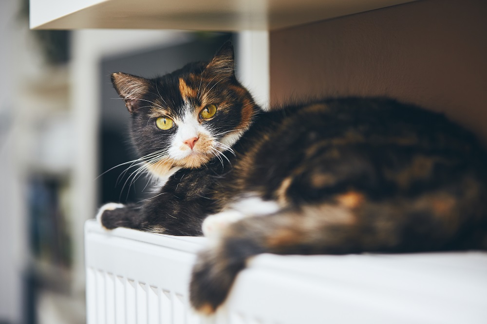Kucing di belgia tertulari COVID-19 dari pemiliknya. (Foto: Ilustrasi/Elements Envato) Kucing di belgia tertulari COVID-19 dari pemiliknya. (Foto: Ilustrasi/Elements Envato)