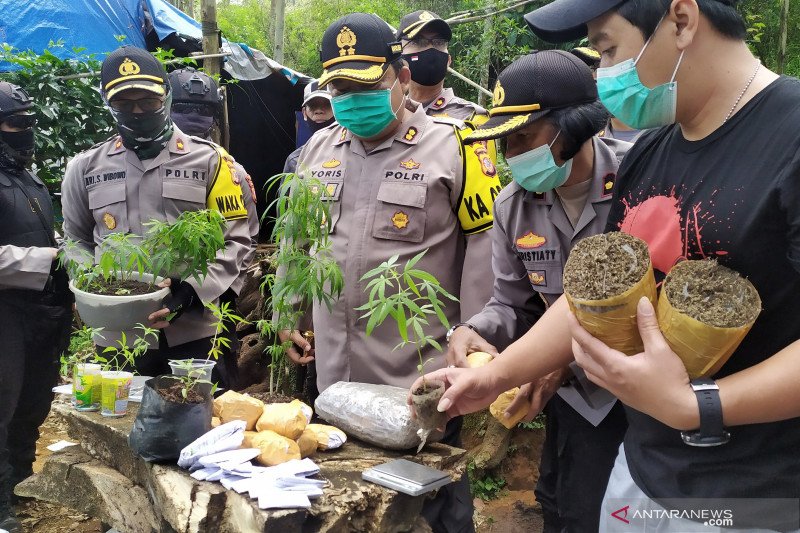 Penemuan ladang ganja 1 hektare di Cimahi, Jabar, Minggi (12/7). (Foto: Antara/Bagus Ahmad Rizaldi/sh) Penemuan ladang ganja 1 hektare di Cimahi, Jabar, Minggi (12/7). (Foto: Antara/Bagus Ahmad Rizaldi/sh)