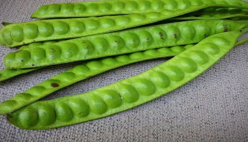Petai, baunya dibenci tapi enak. (Pixabay) Petai, baunya dibenci tapi enak. (Pixabay)
