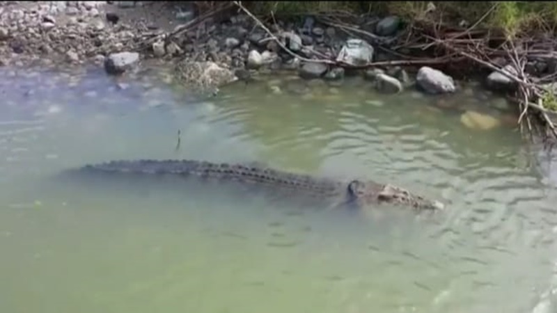 Buaya berkalung ban terpantau lewat drone (foto: SC IG @willow_nt) Buaya berkalung ban terpantau lewat drone (foto: SC IG @willow_nt)
