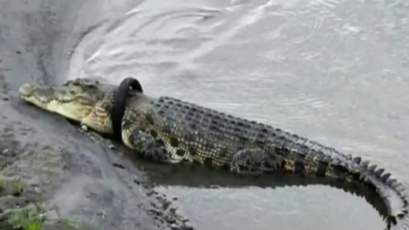 Buaya berkalung ban (foto: SC IG @mattwright) Buaya berkalung ban (foto: SC IG @mattwright)
