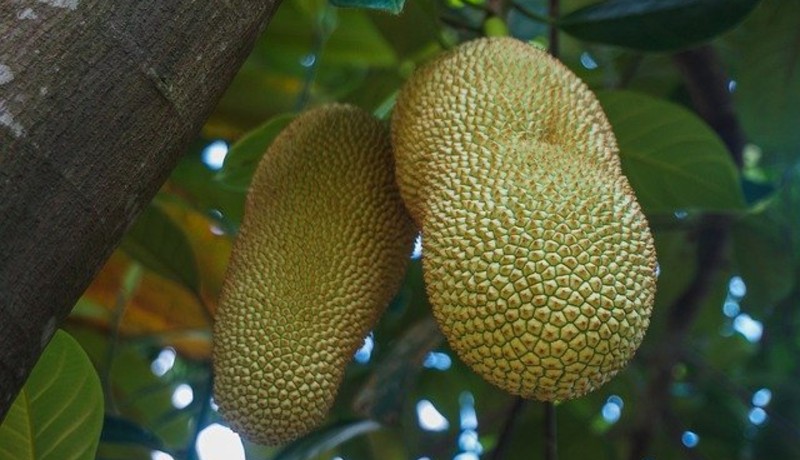 Wajib Tahu Buah Cempedak Ampuh Atasi Depresi Dan Genpi Wajib Tahu Buah Cempedak Ampuh Atasi Depresi Dan Genpi