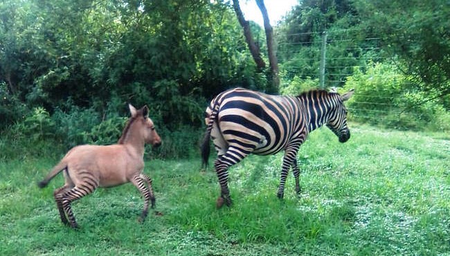 Zonkey, hewan hibrid hasil perkawinan silang antara keledai dan zebra, sedang berjalan bersama ibunya. (Foto: Sheldrick Wildlife Trust) Zonkey, hewan hibrid hasil perkawinan silang antara keledai dan zebra, sedang berjalan bersama ibunya. (Foto: Sheldrick Wildlife Trust)