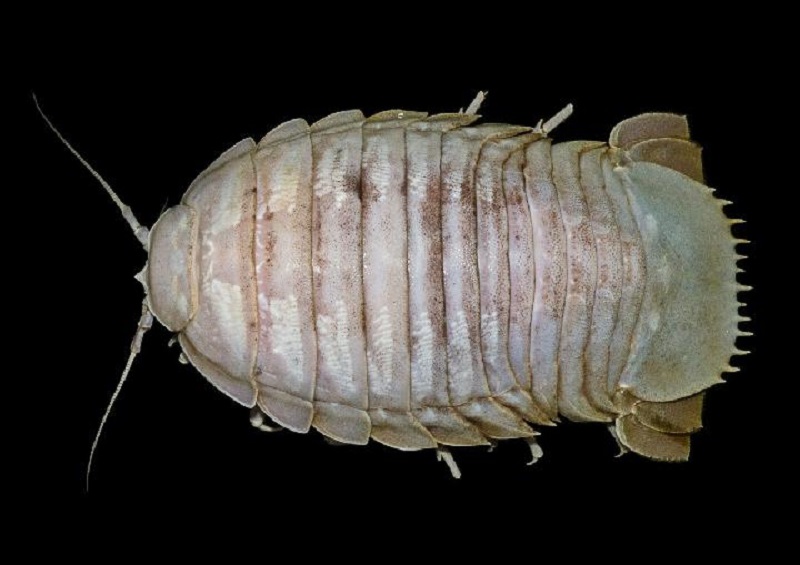 Penampakan secara menyeluruh Bathynomus Raksasa (sumber : Pusat Penelitian Biologi LIPI) Penampakan secara menyeluruh Bathynomus Raksasa (sumber : Pusat Penelitian Biologi LIPI)