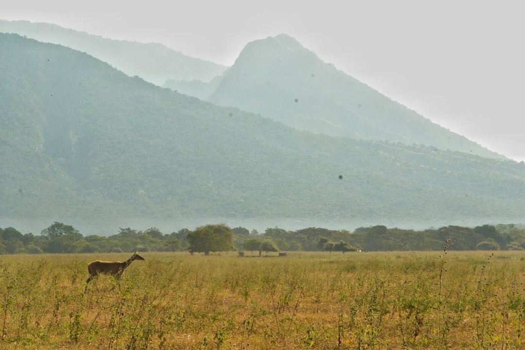 Taman Nasional Baluran (Foto: Instagram/@nadianpermana) Taman Nasional Baluran (Foto: Instagram/@nadianpermana)