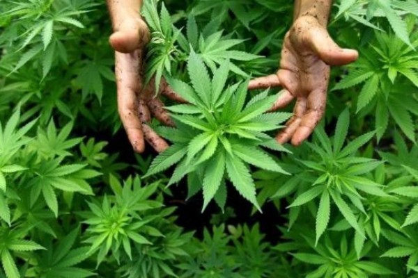 Daun Ganja. Foto: Hello Sehat Daun Ganja. Foto: Hello Sehat