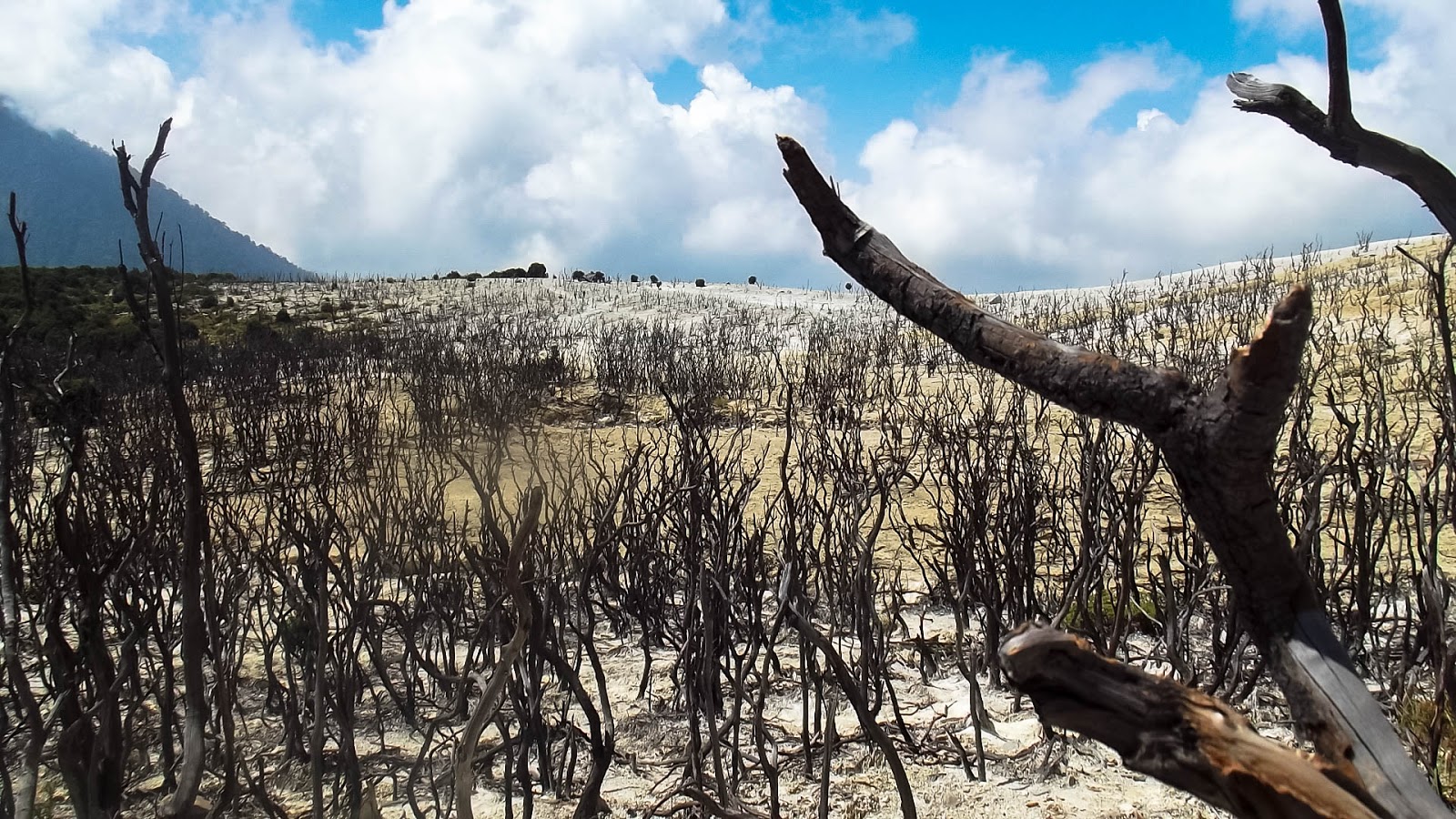 Hutan Mati Gunung Papandayan. (Foto: kmstour.com) Hutan Mati Gunung Papandayan. (Foto: kmstour.com)