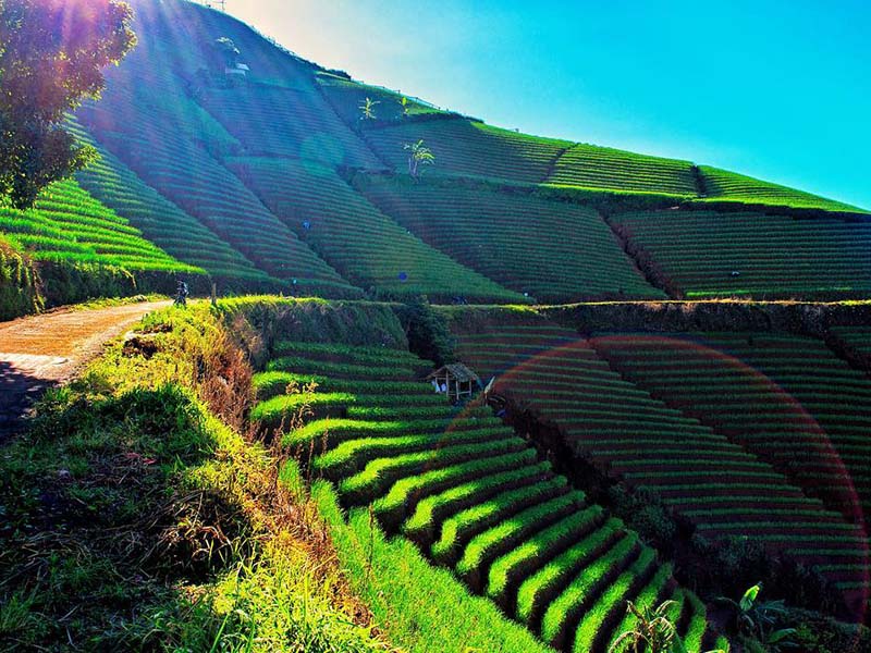 Terasering Panyaweuyan Argapura. Foto: piknikdong.com Terasering Panyaweuyan Argapura. Foto: piknikdong.com