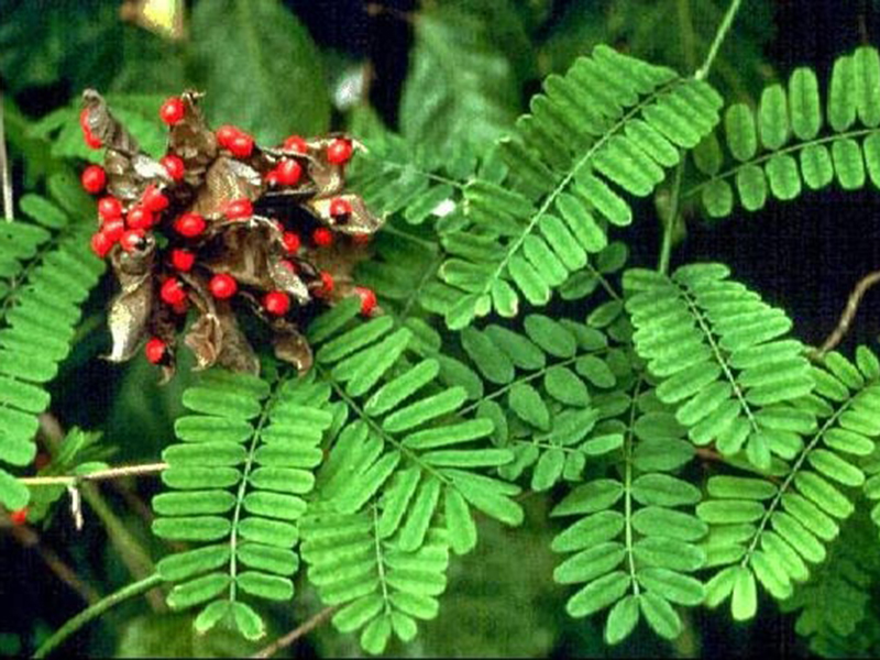 Daun saga. Foto: steemit.com Daun saga. Foto: steemit.com