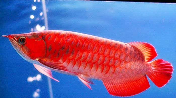 Ikan Arwana. Foto: zona ikan Ikan Arwana. Foto: zona ikan