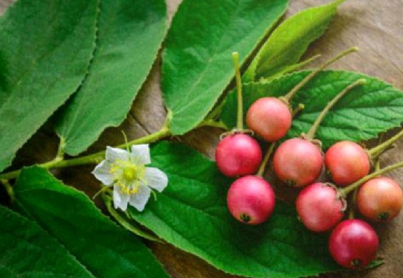 Minum Rebusan Daun Kersen Khasiatnya Bikin Asam Urat Ambrol (Foto: Pixabay) Minum Rebusan Daun Kersen Khasiatnya Bikin Asam Urat Ambrol (Foto: Pixabay)