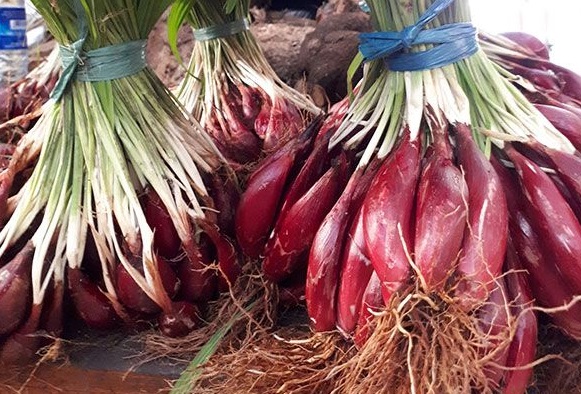 Khasiat Bawang Dayak Ampuh Bikin Penyakit Kronis Ambrol (Foto: Pinterest) Khasiat Bawang Dayak Ampuh Bikin Penyakit Kronis Ambrol (Foto: Pinterest)