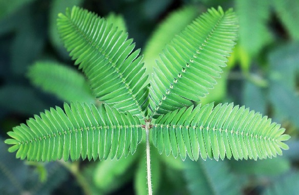 Jangan Sepelekan, Khasiat Daun Putri Malu Sangat Luar Biasa - ilustrasi (Foto: pixabay) Jangan Sepelekan, Khasiat Daun Putri Malu Sangat Luar Biasa - ilustrasi (Foto: pixabay)