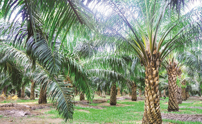Ilustrasi perkebunan kelapa sawit. Foto: infosawit.com Ilustrasi perkebunan kelapa sawit. Foto: infosawit.com