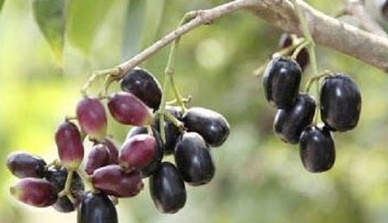 Manfaat Buah Jamblang Ternyata Bikin Gejala Asma Rontok Gen Manfaat Buah Jamblang Ternyata Bikin Gejala Asma Rontok Gen