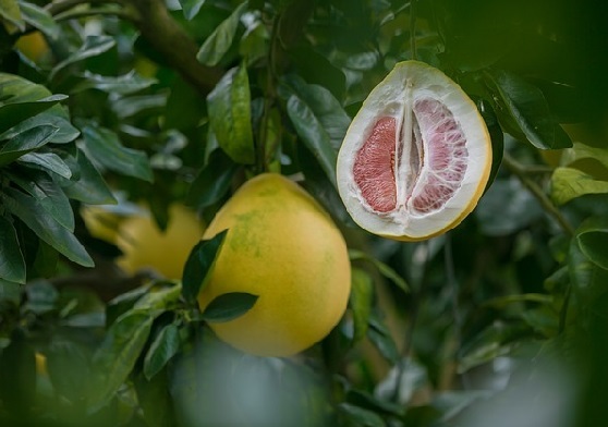 Buah jeruk bali (Foto: Pixabay) Buah jeruk bali (Foto: Pixabay)