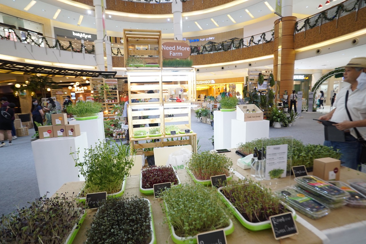 Tanaman microgreen. Foto: GenPI.co/Inong Tanaman microgreen. Foto: GenPI.co/Inong
