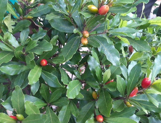 Ajaib! Miracle Fruit Bisa Ubah Berbagai Rasa Buah Menjadi Manis (Foto: GenPI.co) Ajaib! Miracle Fruit Bisa Ubah Berbagai Rasa Buah Menjadi Manis (Foto: GenPI.co)