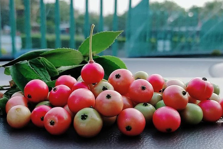 Buah kersen (Instagram/@zidane.zid) Buah kersen (Instagram/@zidane.zid)