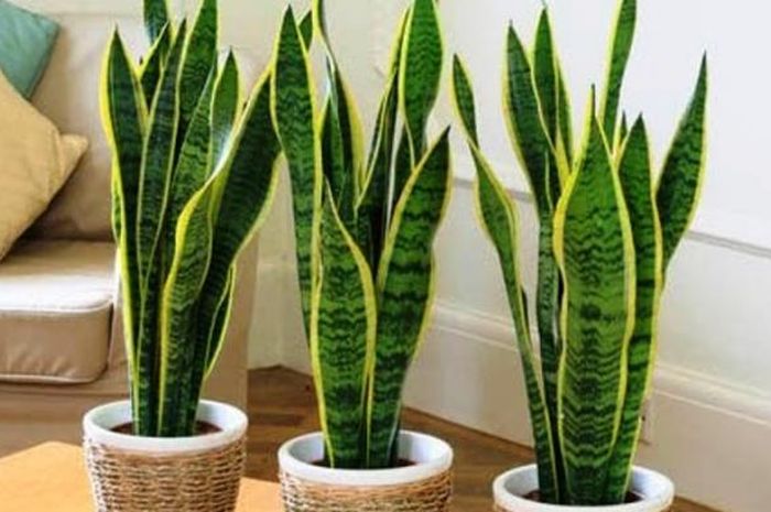 Tanaman Lidah Mertua. Foto: Pinterest Tanaman Lidah Mertua. Foto: Pinterest