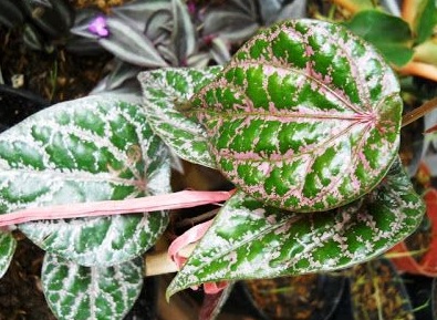 Ajaib! Manfaat Daun Sirih Merah Ternyata Bikin Kolesterol Ambrol (Foto: Pixabay) Ajaib! Manfaat Daun Sirih Merah Ternyata Bikin Kolesterol Ambrol (Foto: Pixabay)