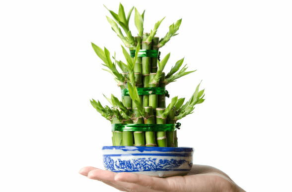 Bambu hoki. Foto: Pinterest Bambu hoki. Foto: Pinterest