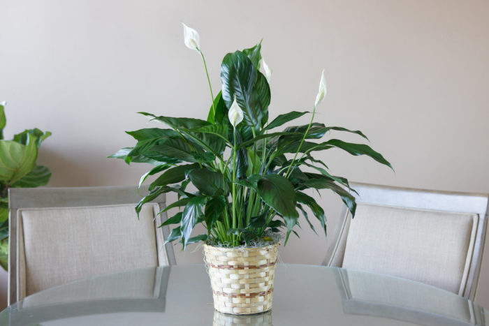 Tanaman peace lily. Foto: Phil-Amy Florist Tanaman peace lily. Foto: Phil-Amy Florist