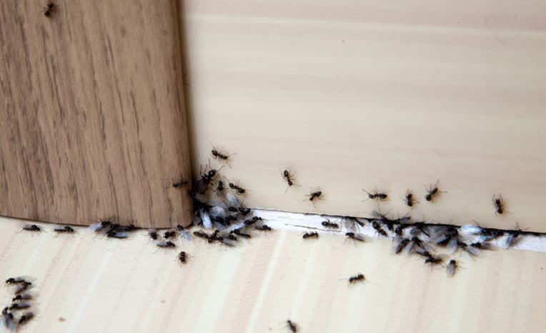 Foto: Shutterstock Foto: Shutterstock