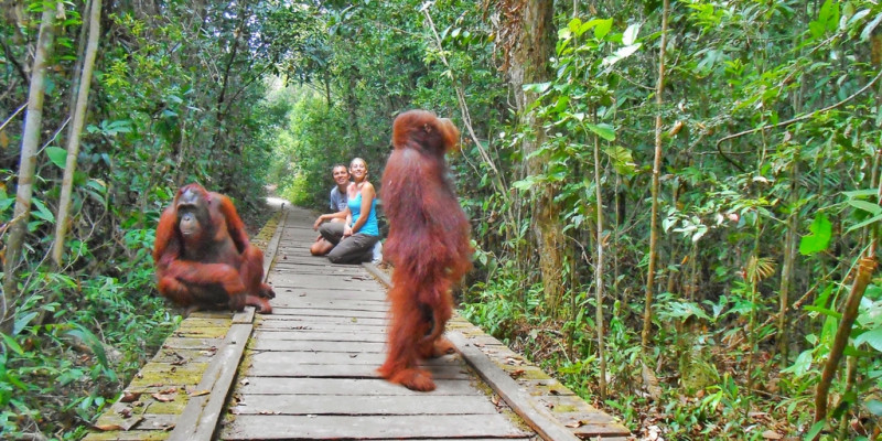 Taman Nasional Tanjung Puting dengan habitat Orang Utan. (Foto: Two Fish Traveling) Taman Nasional Tanjung Puting dengan habitat Orang Utan. (Foto: Two Fish Traveling)