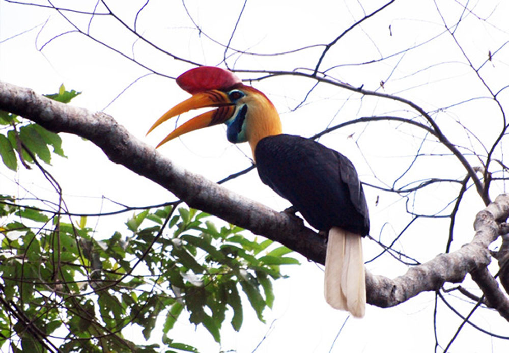 Jenis Jenis Burung Endemik Sulawesi Yang Menakjubkan