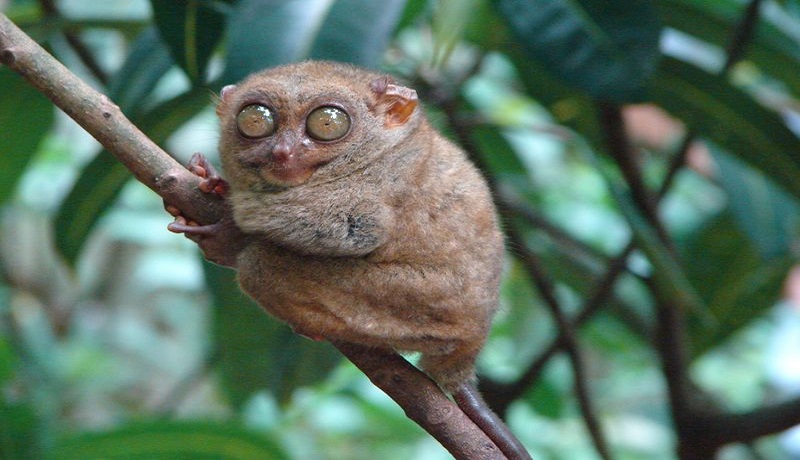 Hewan Tarsius menjadi incaran wisatawan asing. Foto: Tuturuga Hewan Tarsius menjadi incaran wisatawan asing. Foto: Tuturuga