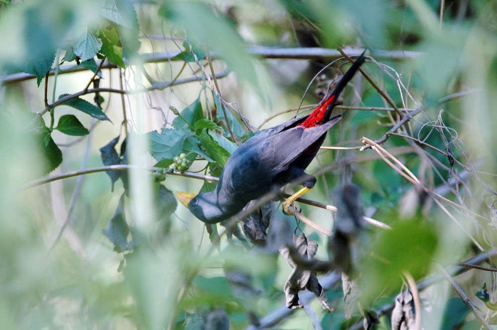 Daya Pikat Wisata Taman Nasional Bnw Dengan 200 Jenis Burung