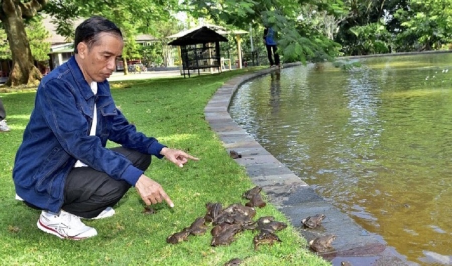 Jokowi dan kodok peliharaannya di Istana Bogor. Jokowi dan kodok peliharaannya di Istana Bogor.