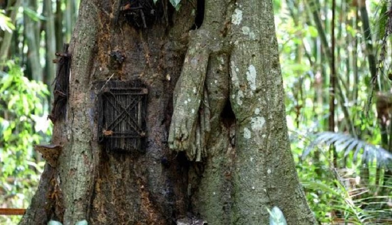 Objek Wisata Kuburan Bayi Dalam Pohon Di Toraja