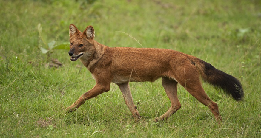 Anjing Asli Nusantara Itu Bernama Ajag