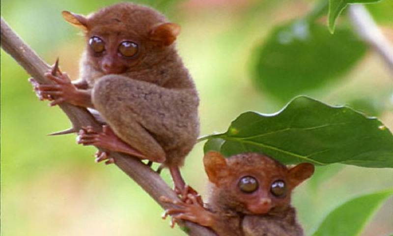 Hewan mungil dan lucu ini sudah hampir punah (Sumber : Go Celebes). Hewan mungil dan lucu ini sudah hampir punah (Sumber : Go Celebes).