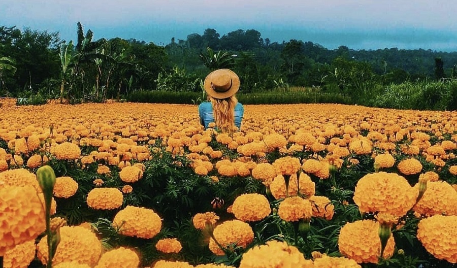 Gemitir Garden. (Foto: Instagram/@pergipedia) Gemitir Garden. (Foto: Instagram/@pergipedia)