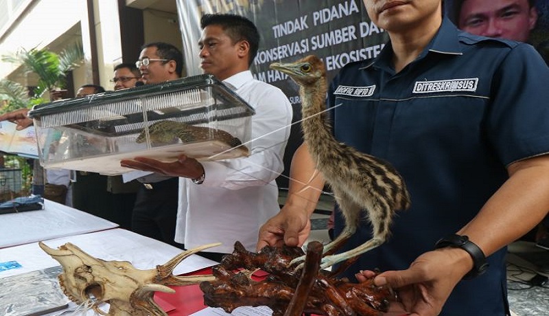 Polisi menunjukkan barang bukti satwa saat ungkap kasus perdagangan satwa dilindungi di Polda Jawa Timur, Surabaya, Jawa Timur, Rabu (27/3). Di antaranya lima ekor Komodo. (Foto: Antara) Polisi menunjukkan barang bukti satwa saat ungkap kasus perdagangan satwa dilindungi di Polda Jawa Timur, Surabaya, Jawa Timur, Rabu (27/3). Di antaranya lima ekor Komodo. (Foto: Antara)